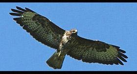 eagle eagle